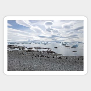 Gentoo penguins at Brown Bluff Sticker